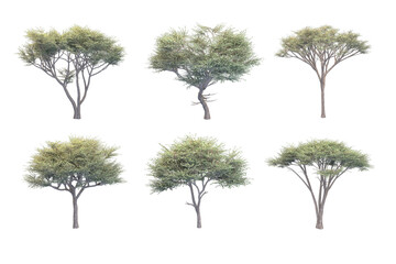 Six trees with leafy green foliage on a white background.
