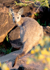 Common Wallaroo (Osphranter robustus)