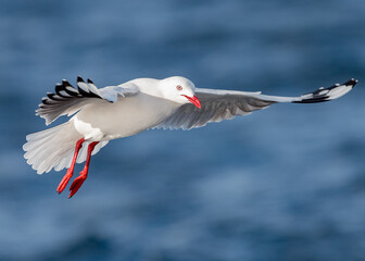 Silver Gull (Chroicocephalus novaehollandiae)