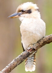 Laughing Kookaburra (Dacelo novaeguineae)