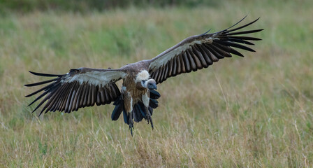 Fototapeta premium White-Backed Vulture