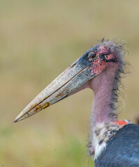 Marabou stork (Leptoptilos crumenifer) Africa Masai Mara