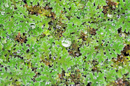 Azolla Microphylla, Azolla Nilotica or Azolla Anabaena or Water fern or Azolla filiculoides or water lettuce ,stemless water plant or duckweed