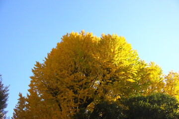 ginkgo tree in the autumn, closeup of photo.