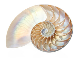 Obraz premium Nautilus shell isolated on transparent background, a beautiful spiral pattern with iridescent colors and intricate details