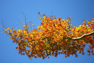 Maple leaves in autumn, closeup of photo