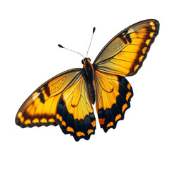 Fototapeta premium butterfly with transparent background PNG and JPEG image