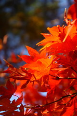 Maple leaves in the autumn season. Close-up shot.