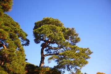 Obraz premium tree in the blue sky, closeup of photo.