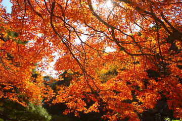 Maple leaves in autumn, Japan. Colorful maple leaves.