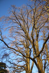 Tree branches against the blue sky in autumn, close-up.