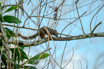 Plantain Squirrel (Callosciurus notatus) on a tree branch. Squirrel dashing across a tree branch in...
