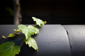 The ivy on the wall of a Korean traditional house is basking in the sunlight.한옥의 담장에 담쟁이 넝쿨이 햇살을 받고있습니다.