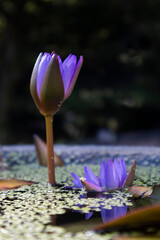 The purple lotus is in bloom.보라색 수련이 피었습니다.