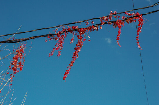 Vibrant red foliage draping from power lines against a clear blue sky, creating a striking contrast that captures nature's reclaiming of urban spaces, ideal for environmental themes