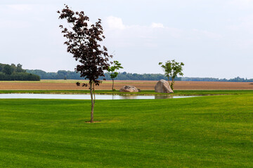 Obraz premium Solitary Tree by a Pond in a Green Field