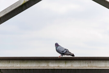 Pigeon on a metal bridge