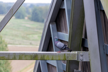 Obraz premium Pigeon on a metal bridge