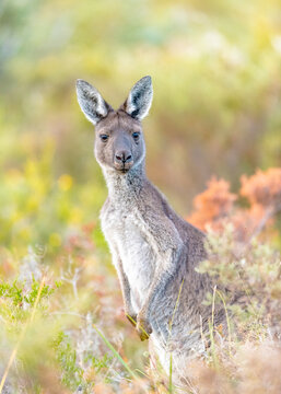 Western Grey Kangaroo (Macropus fuliginosus)