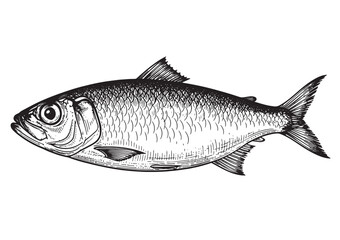 Sardine fish engraving woodcut sketch vector illustration