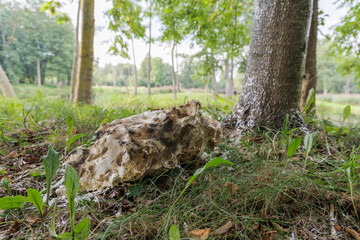 Obraz premium A large, textured rock on the forest floor