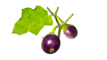 Fresh raw purple mini eggplants  on Transparent background.