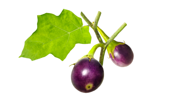 Fresh raw purple mini eggplants  on Transparent background.
