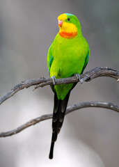 Superb Parrot