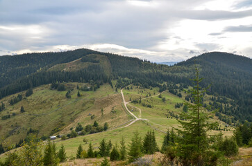 View of large, rolling hill covered in mixture of dark green coniferous forests and patches of grassy fields under sky above is blue with scattered, wispy white clouds. Carpathian Mountains, Ukraine