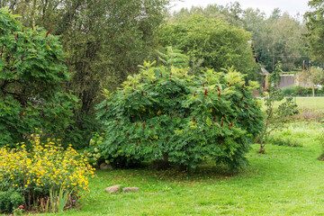 The Vibrant Green Garden