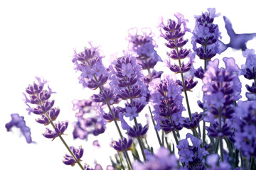 Obraz premium lavender flowers on white background