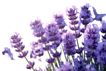 lavender flowers on white background