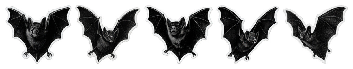 Obraz premium PNG Flying bats in spooky pattern, element set on transparent background