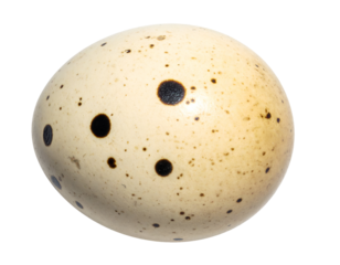 speckled quail egg with black dots on cream shell, clean studio macro on isolated background