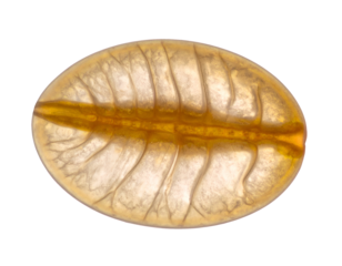 translucent insect egg with visible veins and central ridge, amber oval macro on isolated background