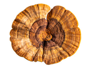 brown bracket fungus conk from top view with concentric rings and woody texture on isolated background