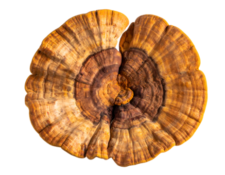 brown bracket fungus conk from top view with concentric rings and woody texture on isolated background