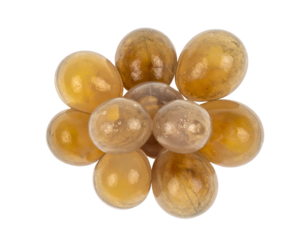 insect egg cluster arranged like a rosette flower, amber oval shells macro on isolated background