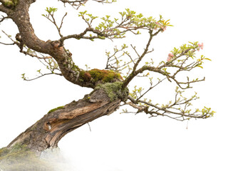 Fototapeta premium Bonsai tree isolated on transparent background, a miniature tree grown in a container, art form in japan