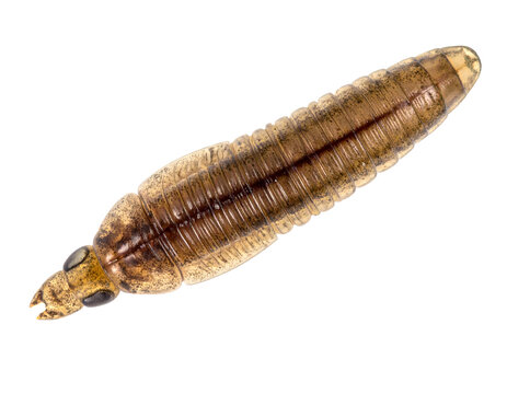 earwig larva with prominent cerci and ringed segments, brown translucent body macro on isolated background
