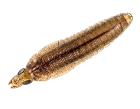 earwig larva with prominent cerci and ringed segments, brown translucent body macro on isolated background