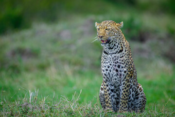 Leopard with cub, Leopard mother and cub, Leopard from Maasai mara, Kenya, Africa