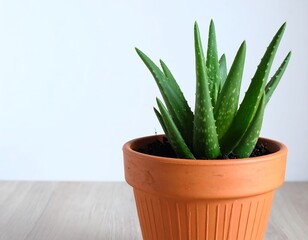 Potted aloe vera plant against a wall