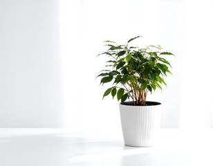 Potted plant against a white background