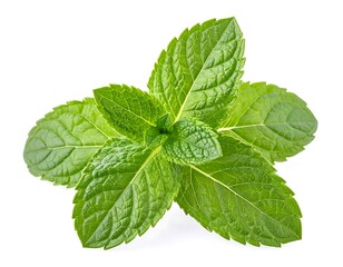 Fresh Mint Leaves Close Up