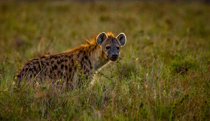 Hyenas or hyaenas Africa, Masai Mara in Kenya