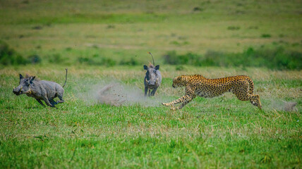 African cheetah (Acinonyx jubatus jubatus) hunting the common warthog, Masai Mara in Kenya © prasanth