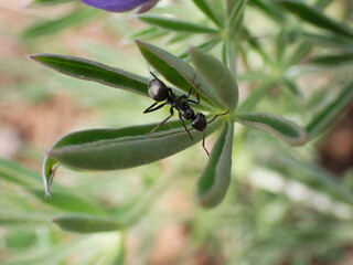 Oregon, USA - May 26, 2025: A closeup of an ant crawling on a green plant.