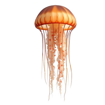 Jellyfish 