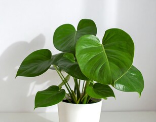 Potted plant with vibrant leaves